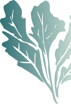 Leaf illustration