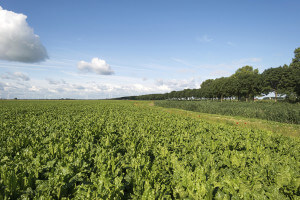 Vegetables growing on a field in summer