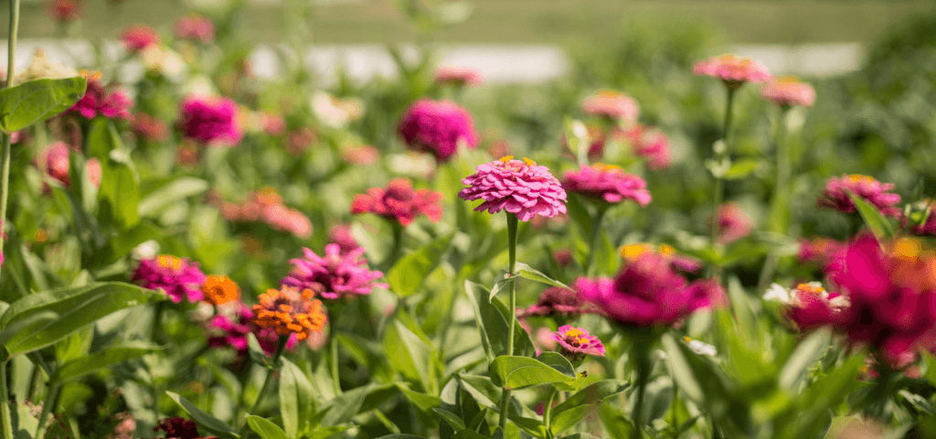 Blooming Zinnias